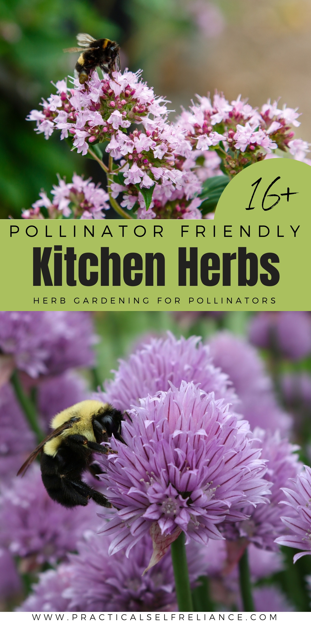 Pollinator Friendly Kitchen Herbs