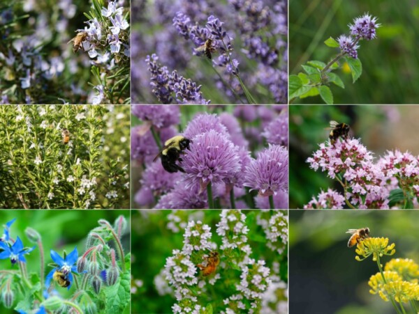 Pollinator Friendly Kitchen Herbs
