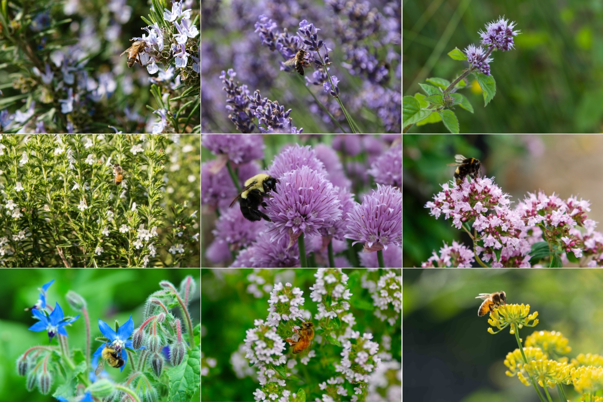 Pollinator Friendly Kitchen Herbs