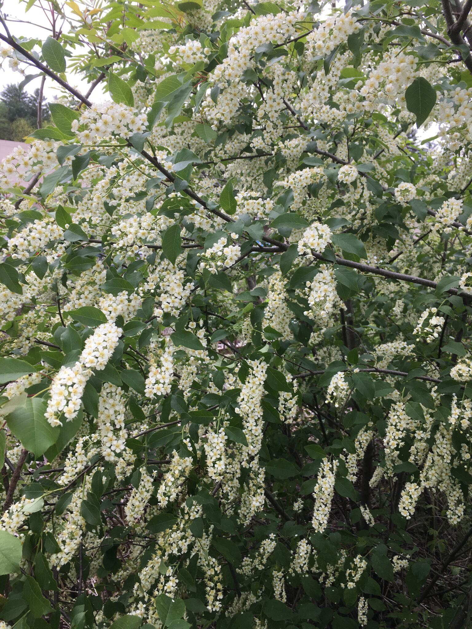 Profusion of Chokecherry Flowers
