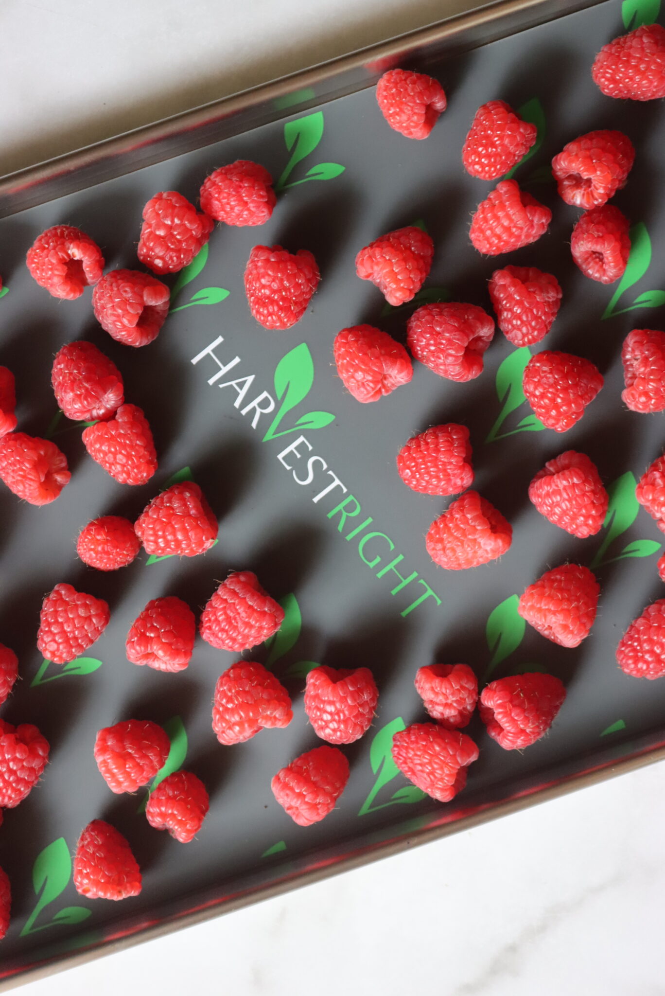 Raspberries on Freeze Dryer Tray