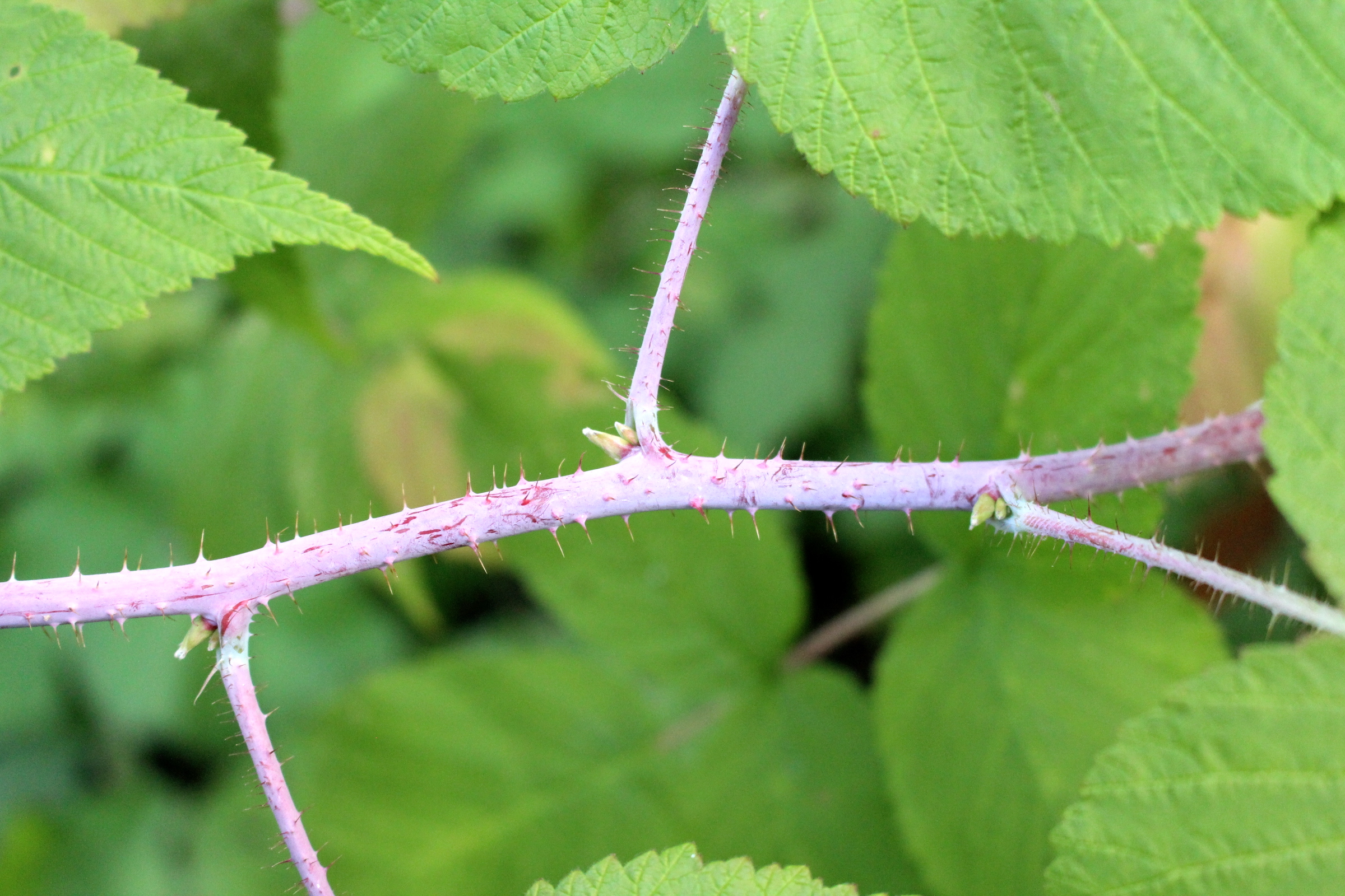 Raspberry Cane