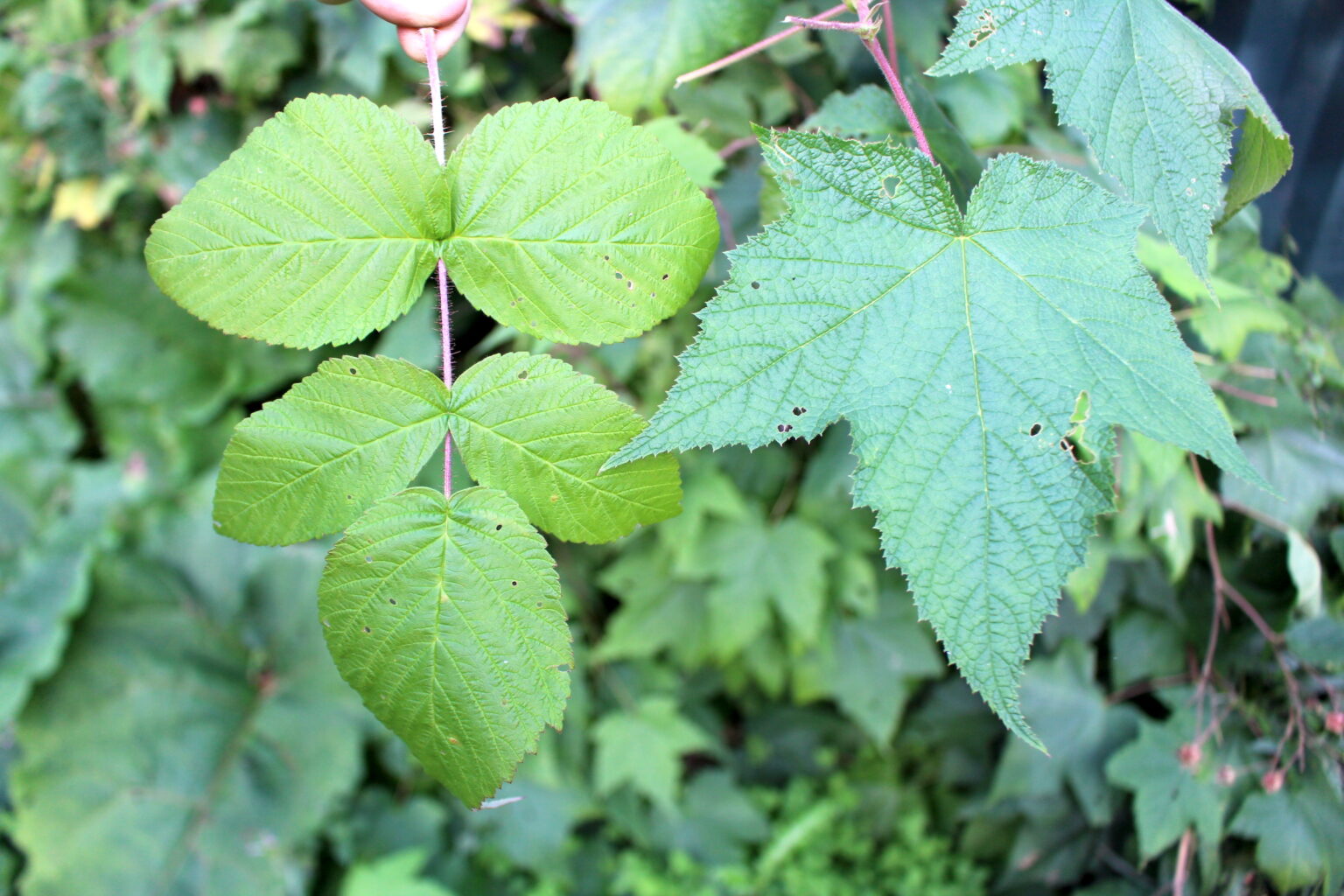 Raspberry and Thimbleberry Leaves