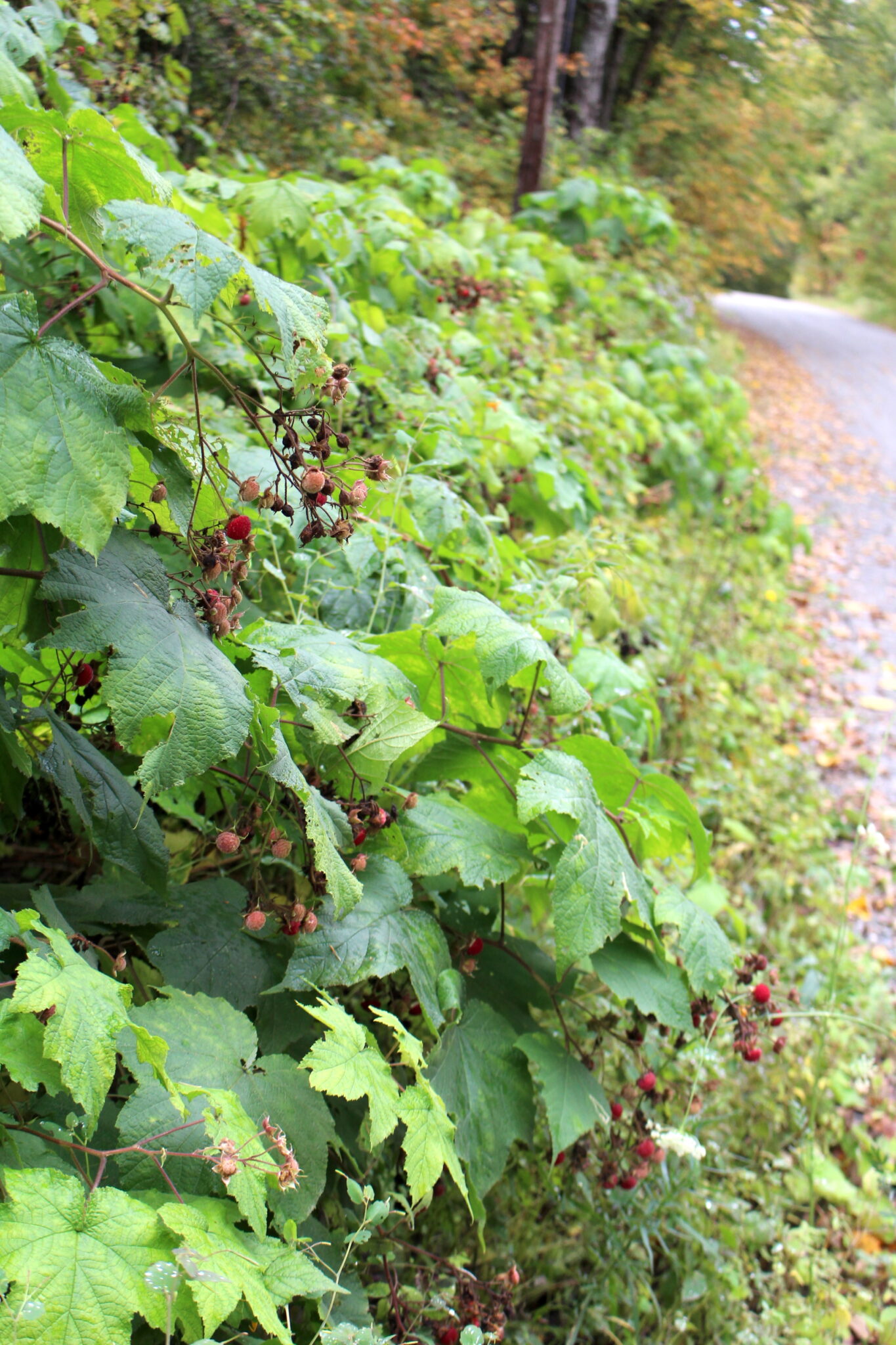 Roadside Thimbleberries