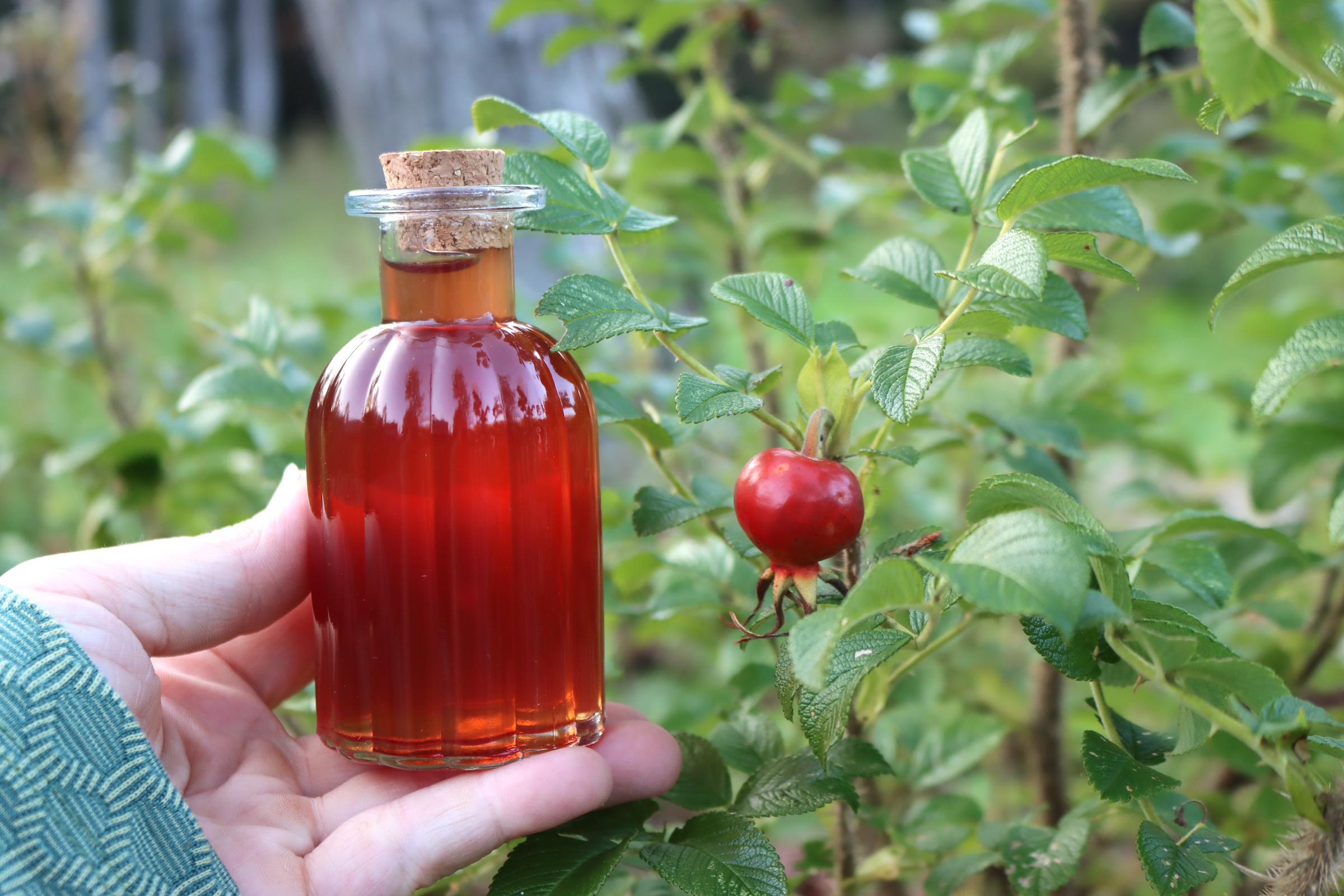 Rose Hip Syrup