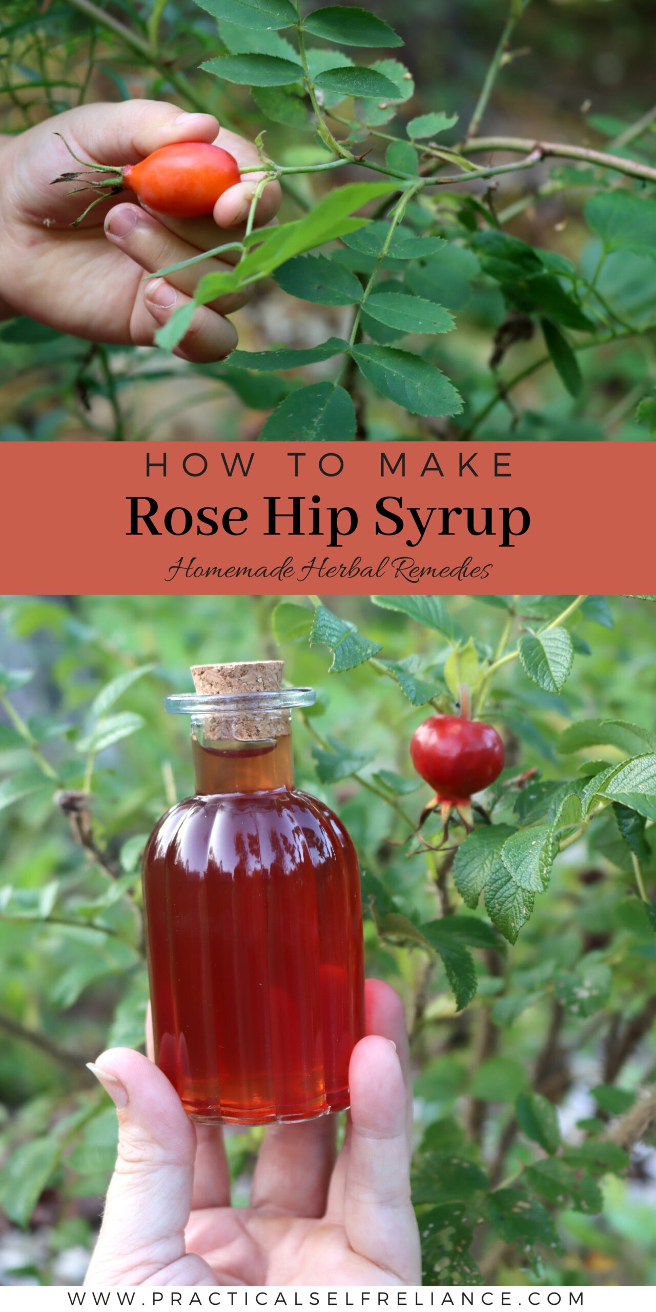 Rose Hip Syrup Recipe
