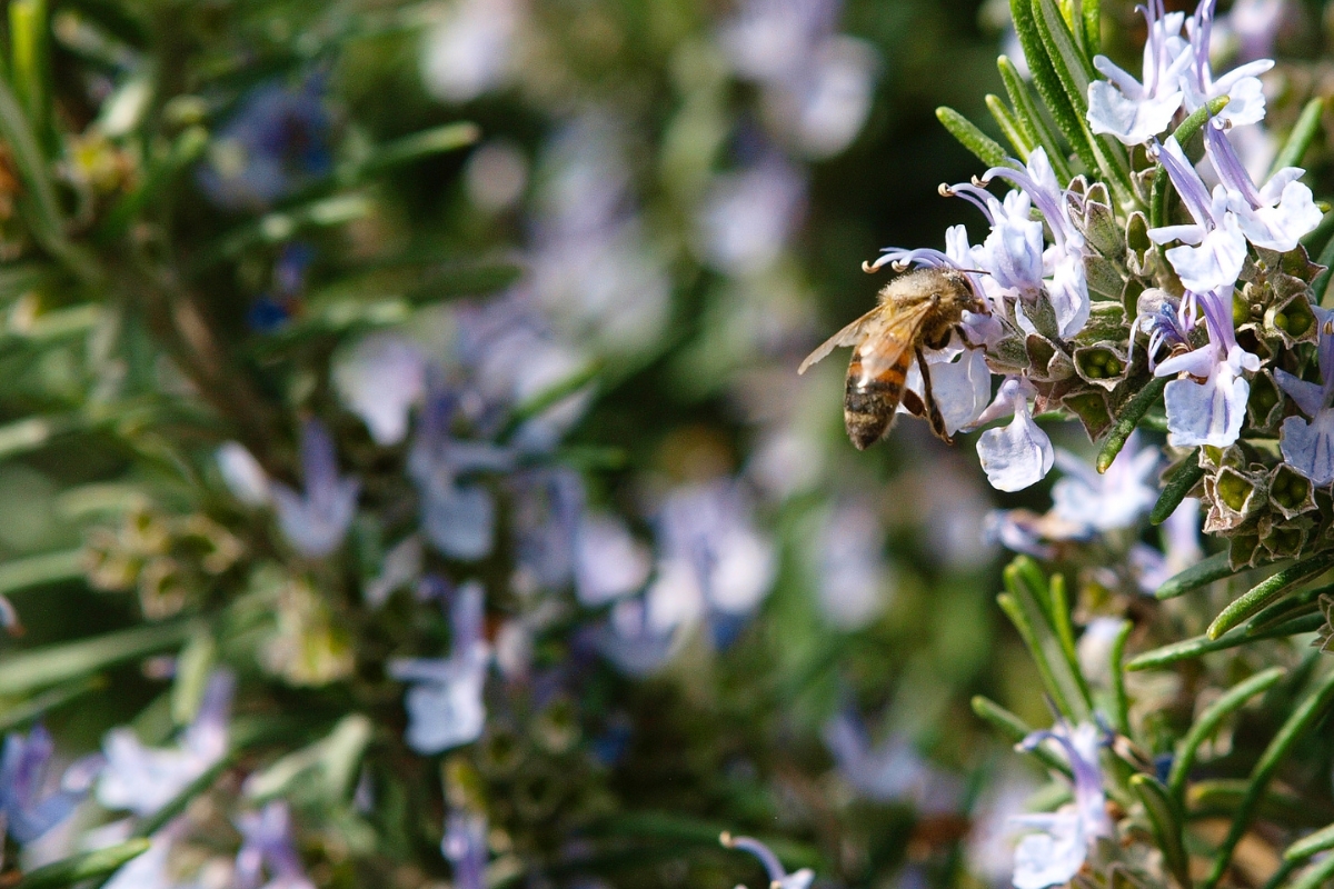 Rosemary Pollinator