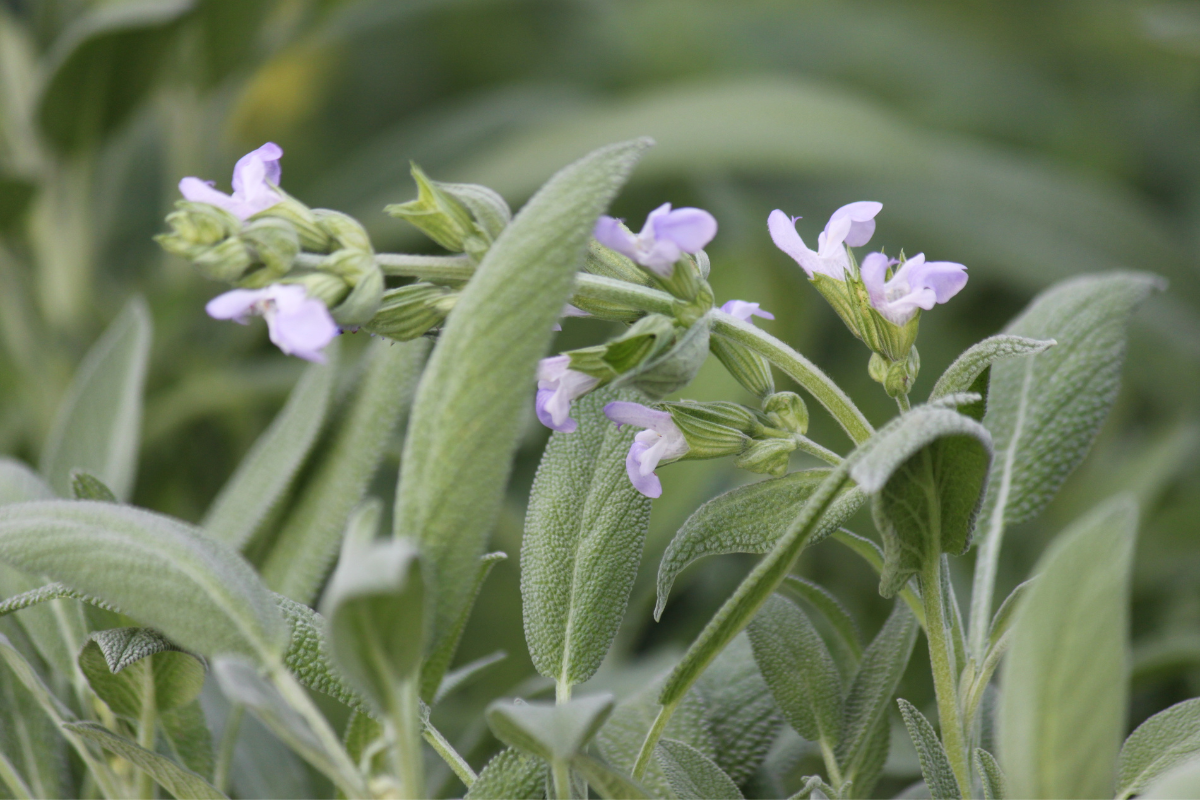 Sage Flowers