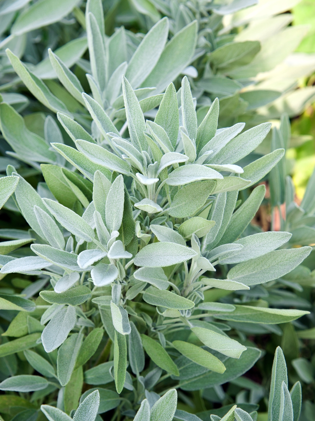 Sage Plant