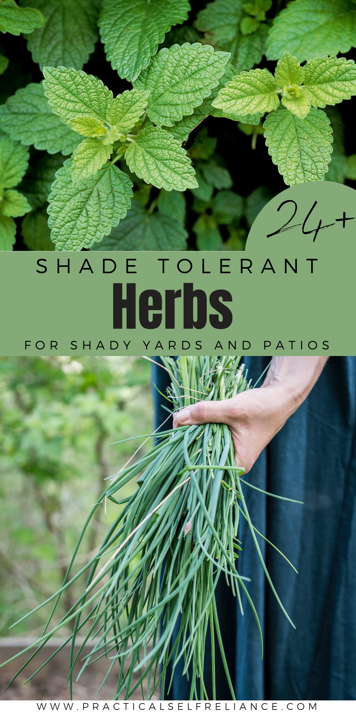 Shade Tolerant Herbs