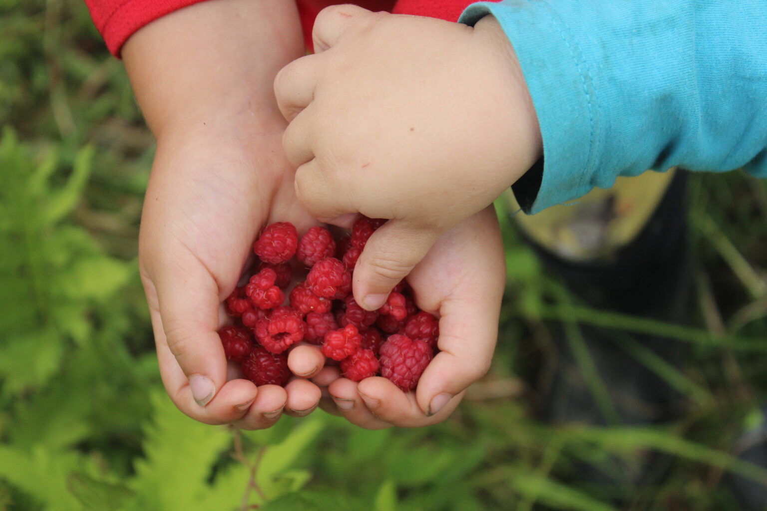 Sharing Wild Raspberry