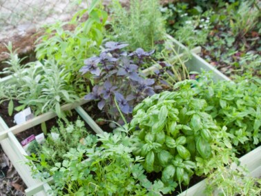 Small Kitchen Herb Garden