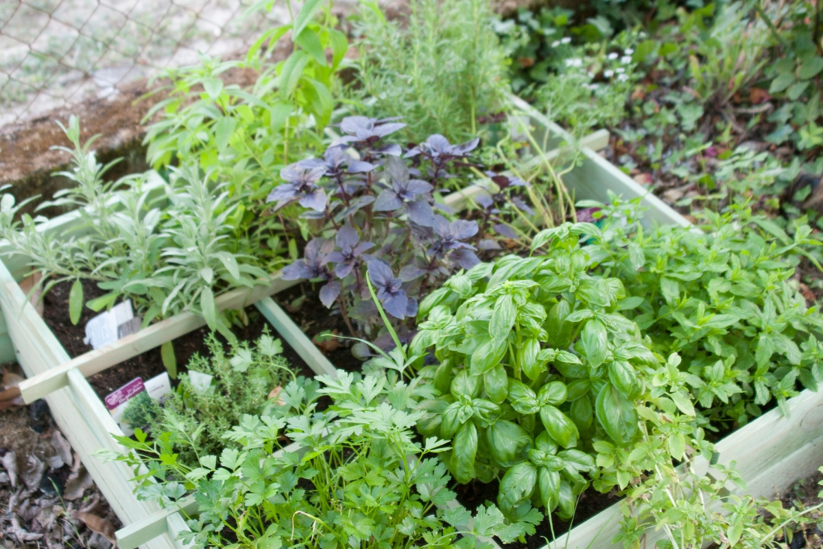 Small Kitchen Herb Garden