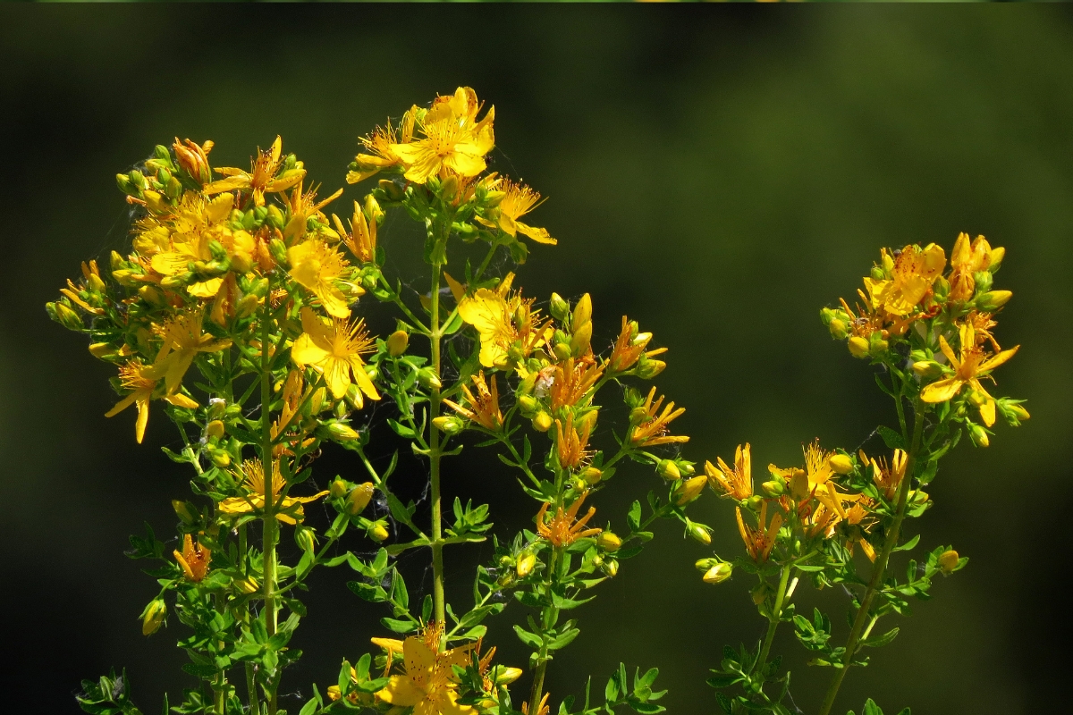 St. Johns Wort Flower