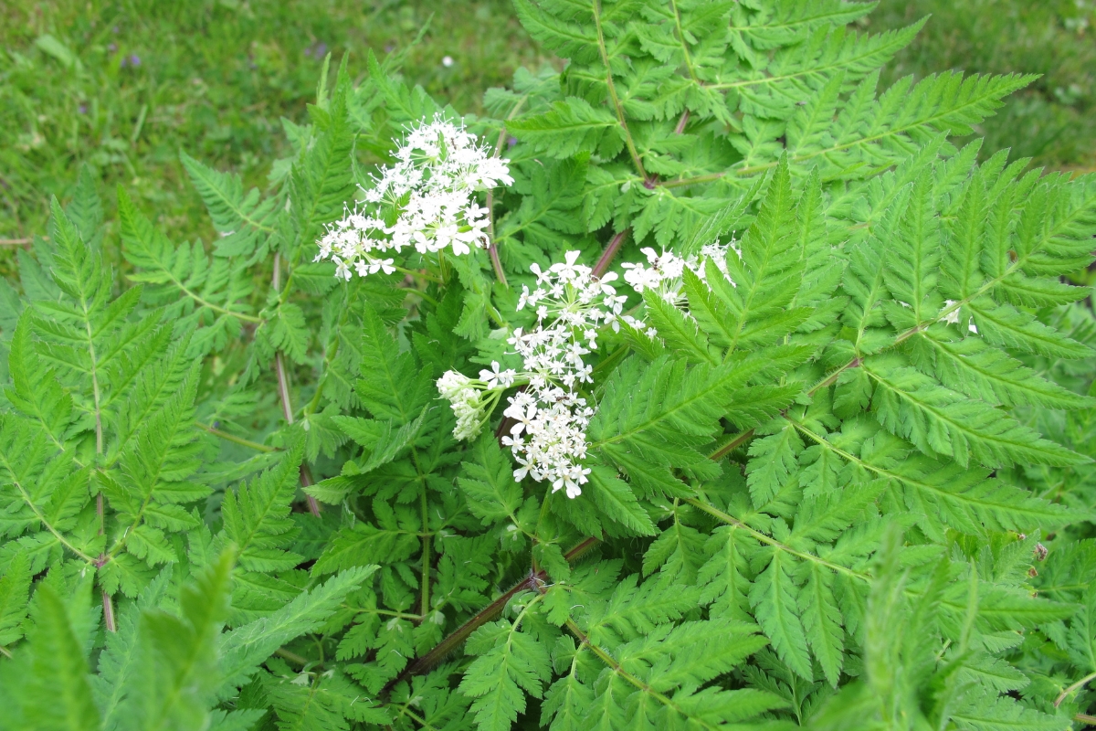 Sweet Cicely