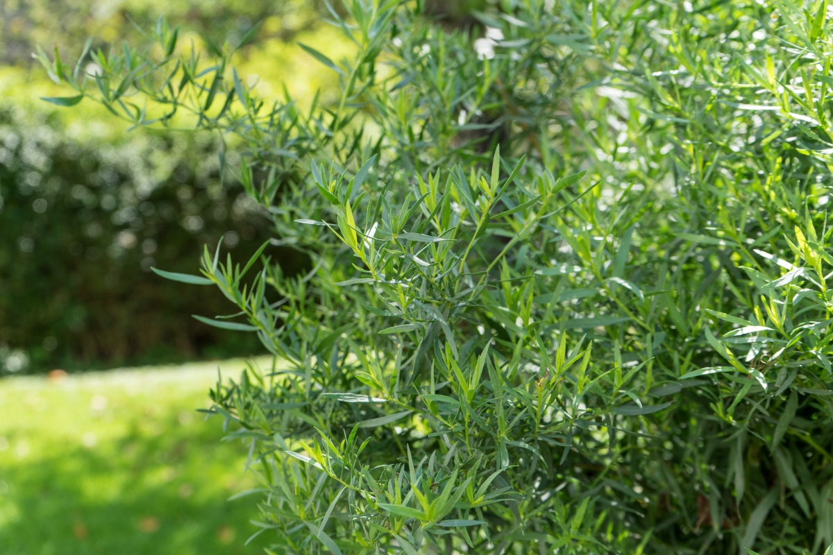 Tarragon