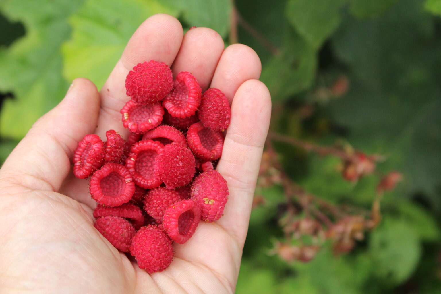 Thimbleberries
