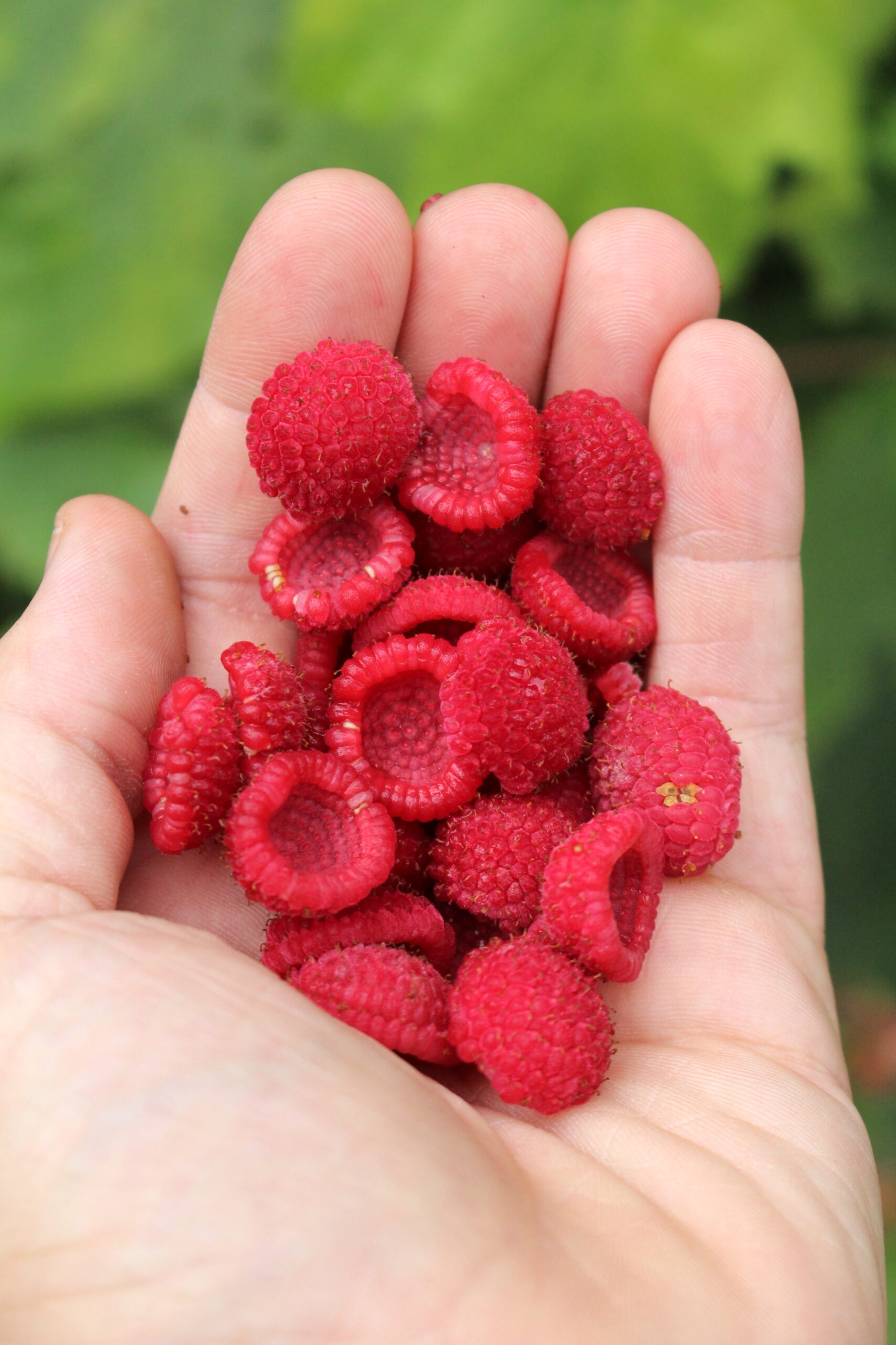 Thimbleberries