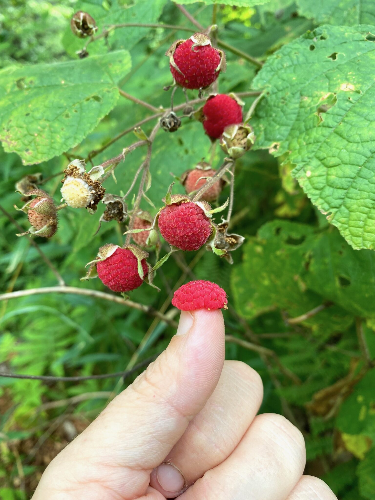 Thimbleberries