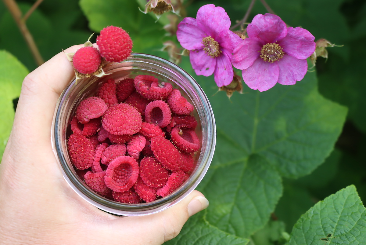 Thimbleberries