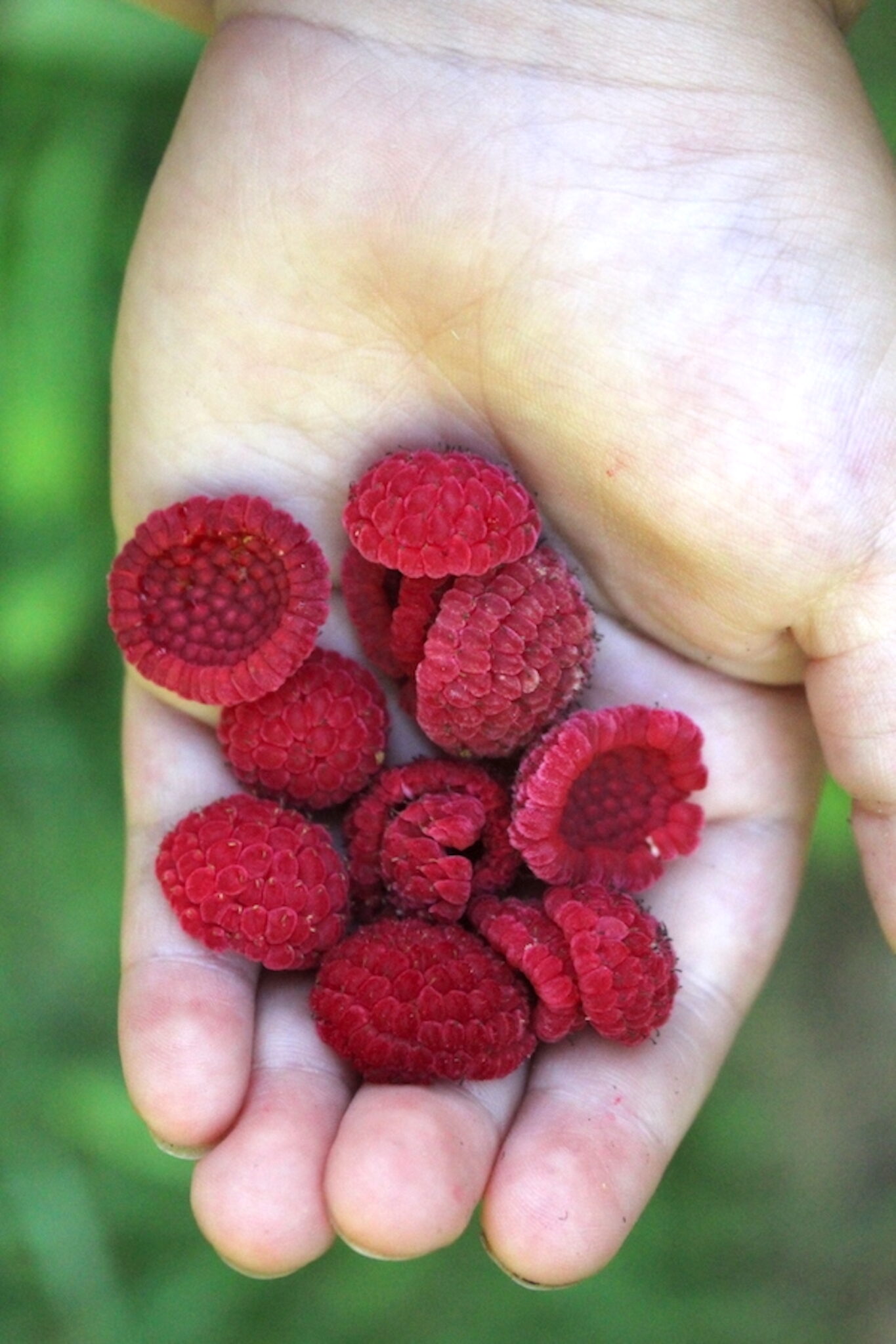 A small toddler hand holding thimbleberries.