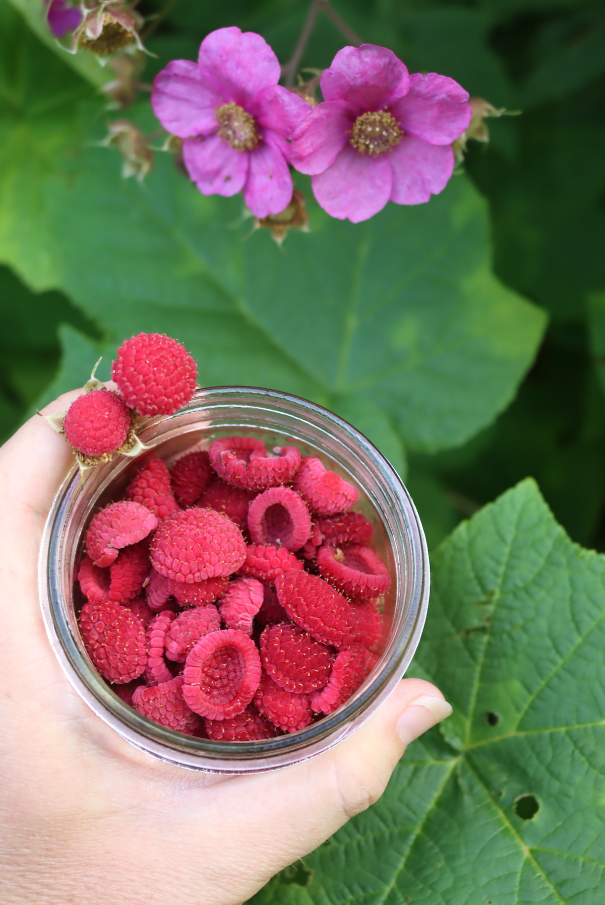 Harvesting Thimbleberries