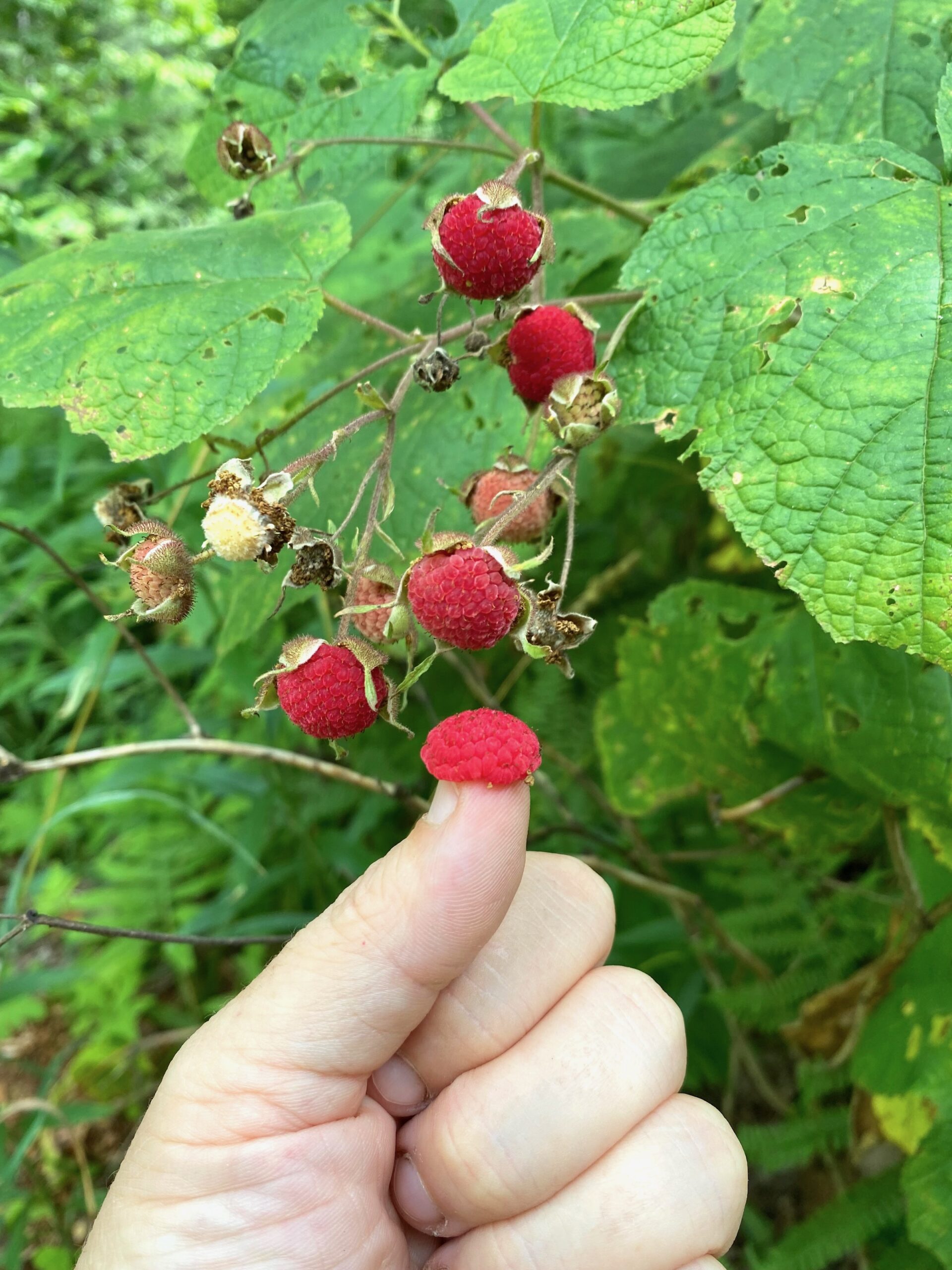 Harvesting Thimbleberries