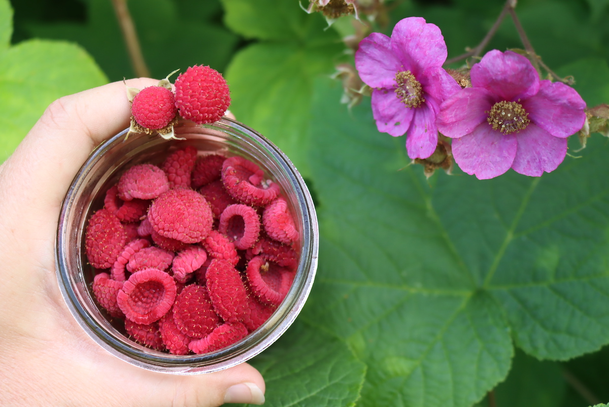 Thimbleberries