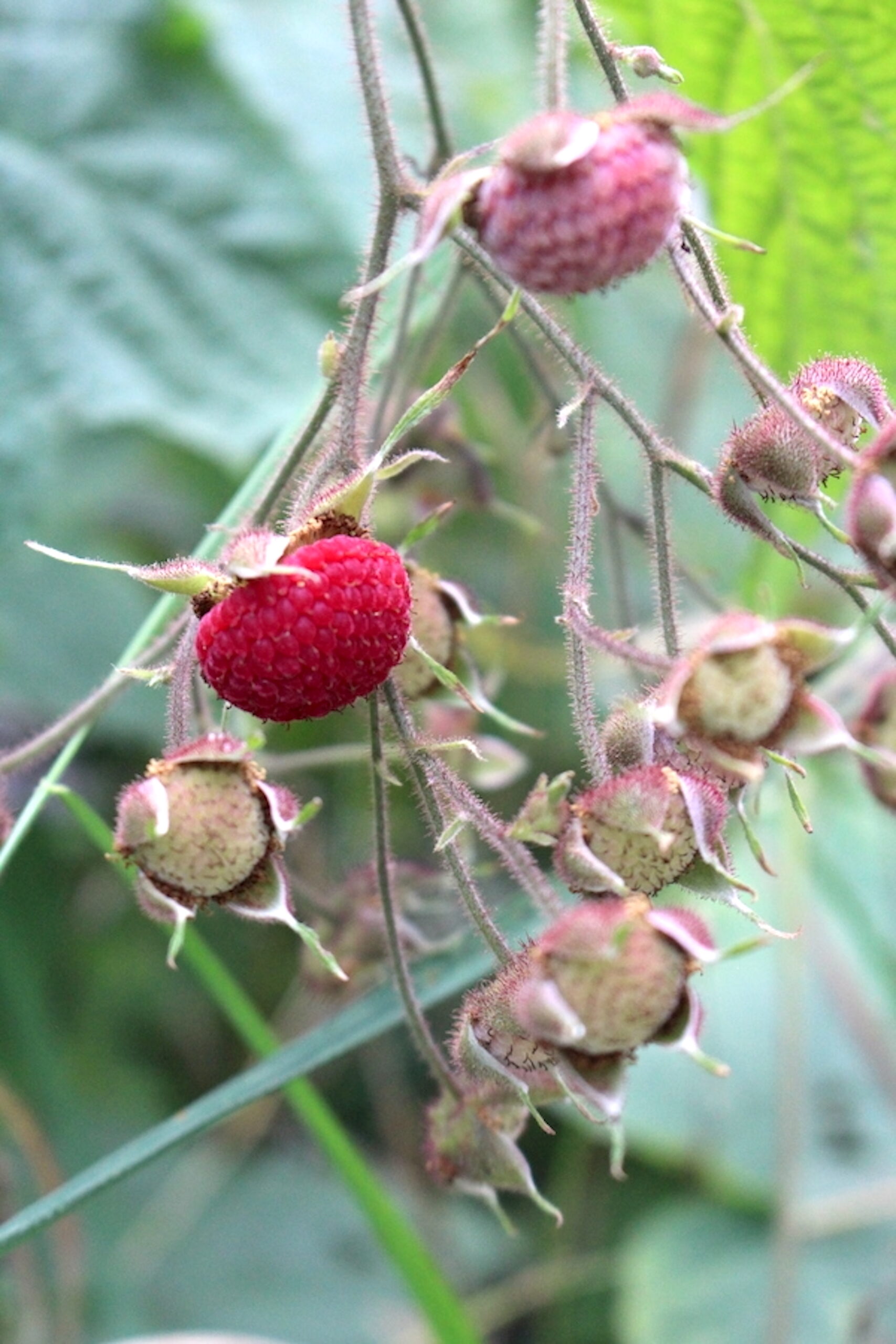 Thimbleberries