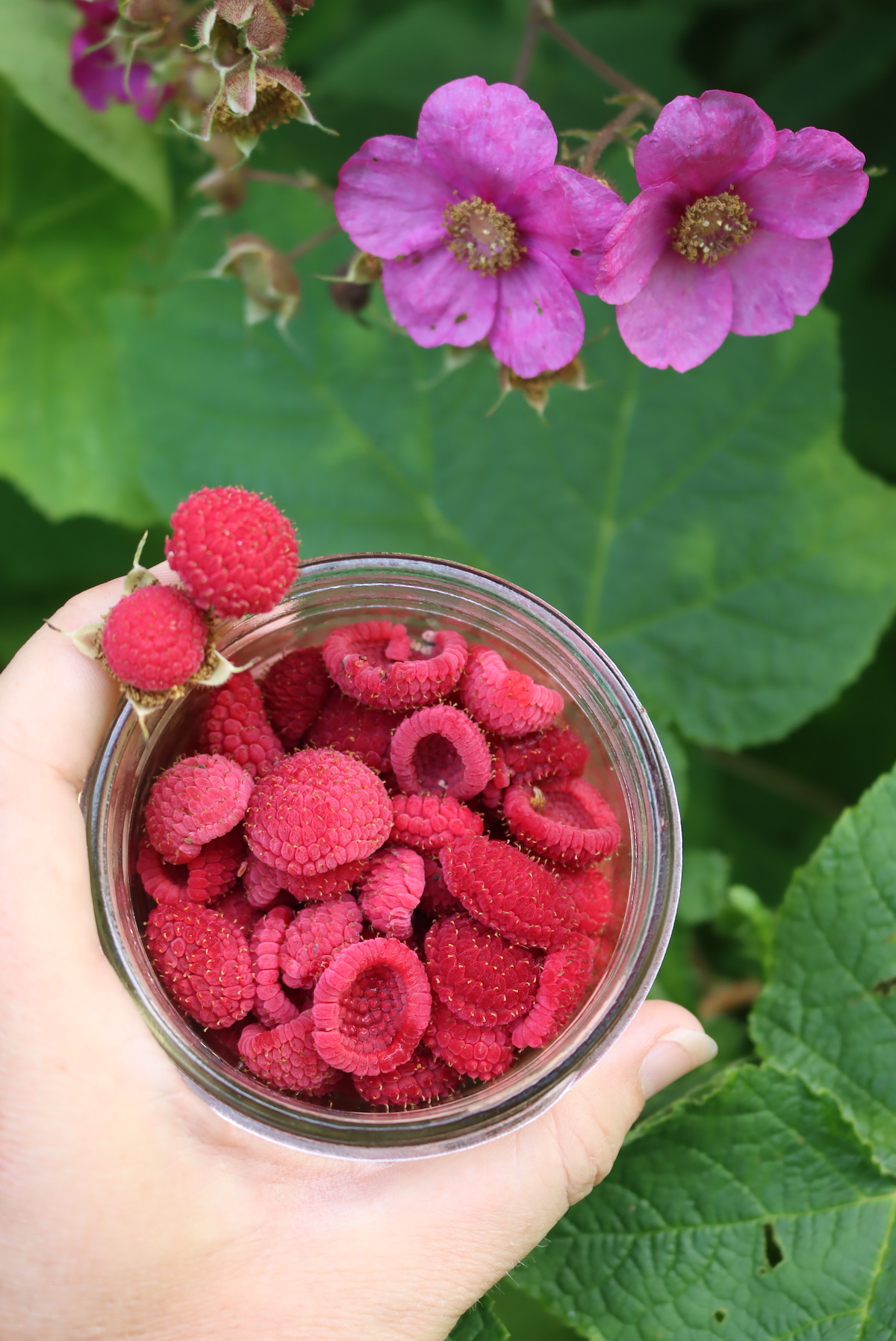 Thimbleberries