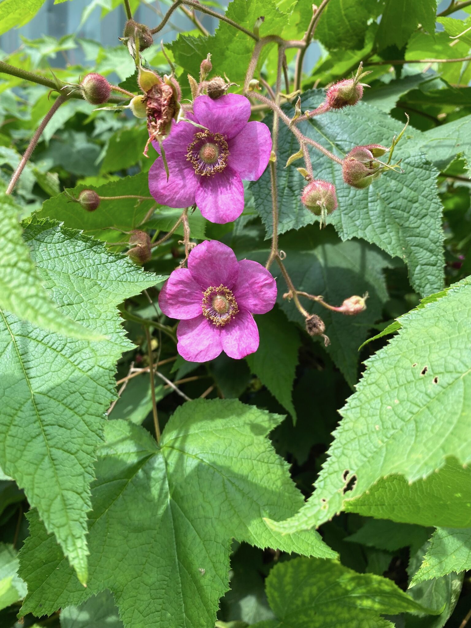 Eastern Thimbleberry Flowers