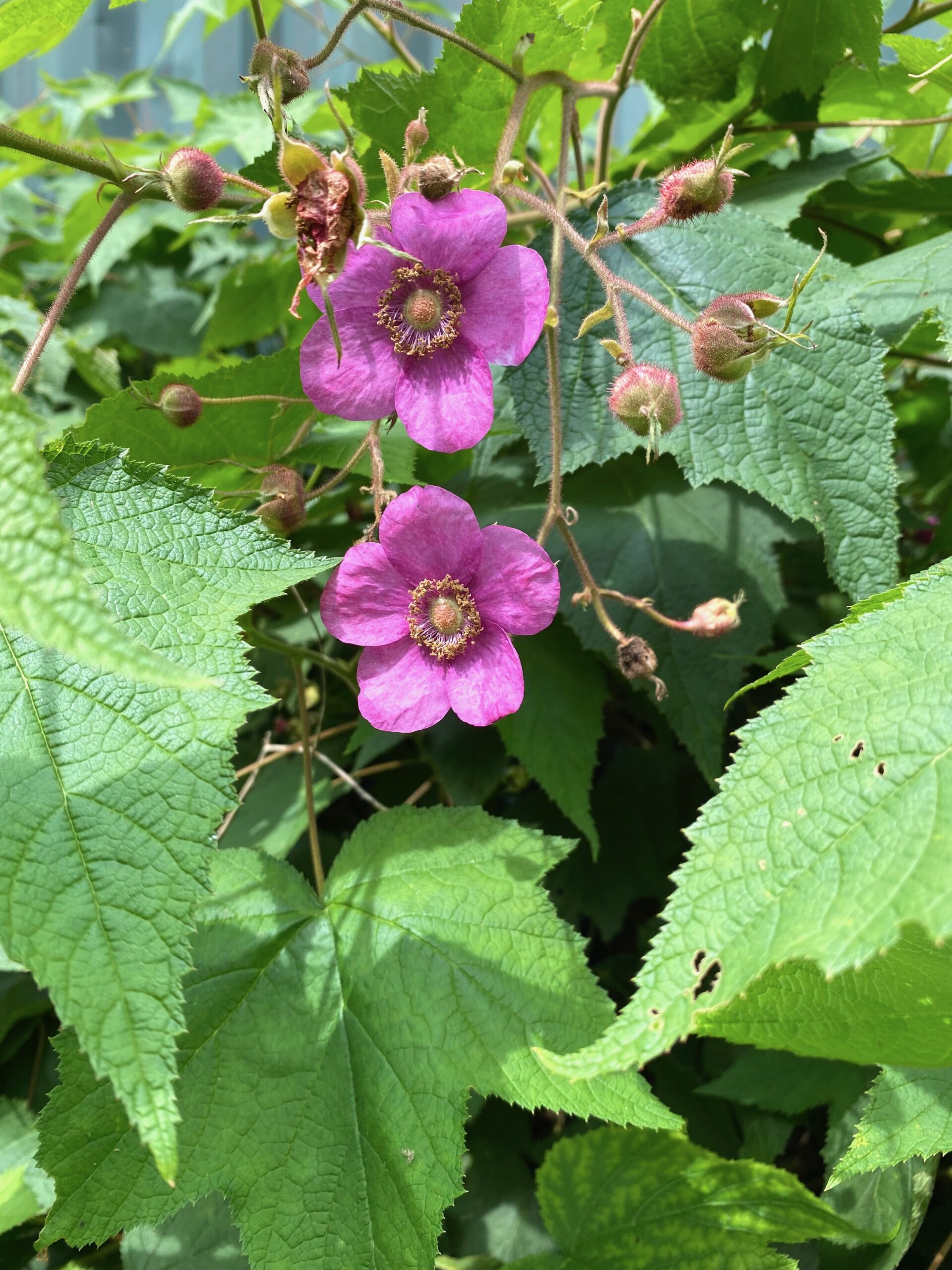 Thimbleberry Flowers