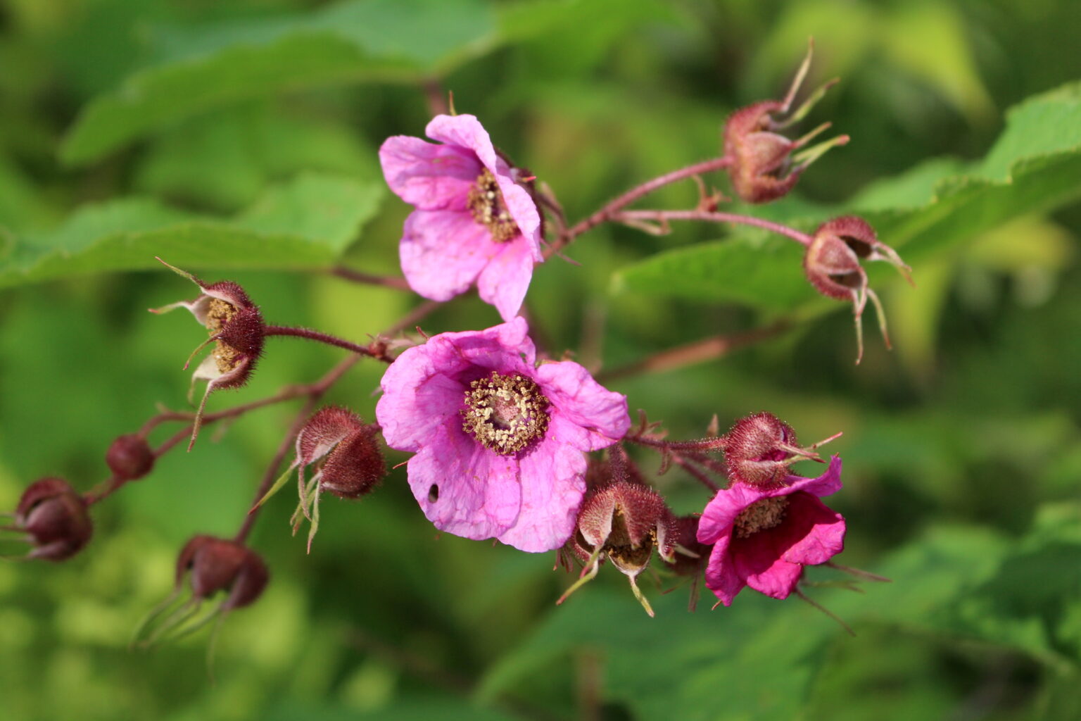 Thimbleberry Flowers