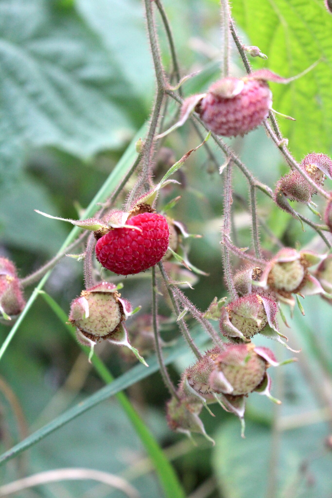 Thimbleberry Fruit
