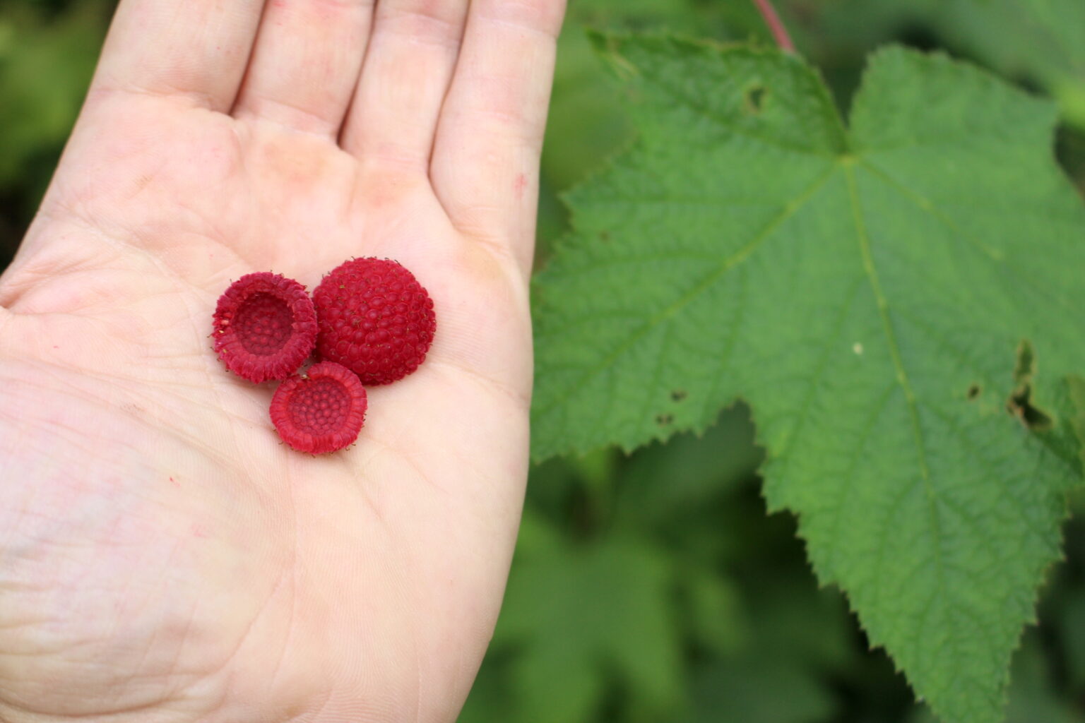 Thimbleberry Fruit
