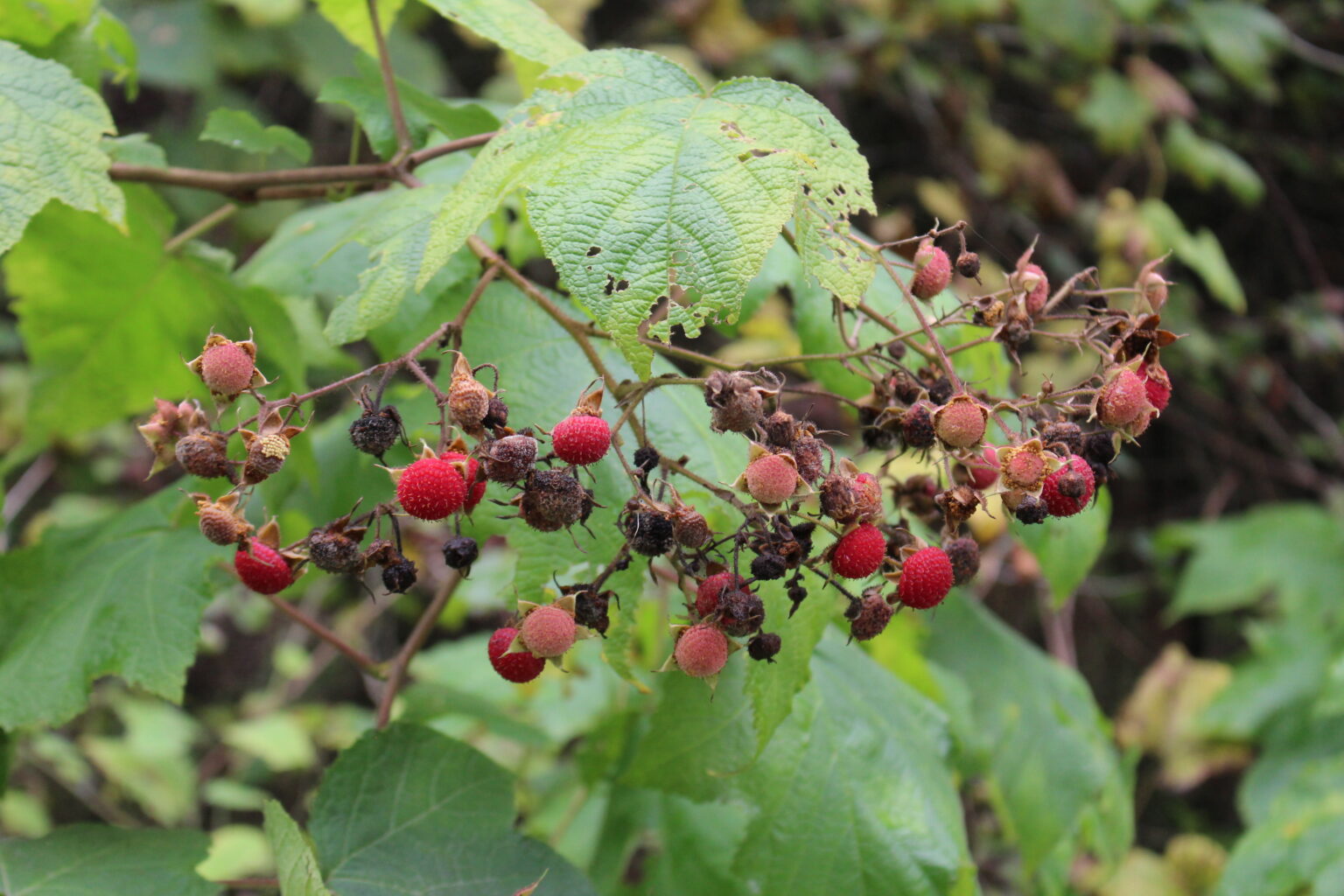 Thimbleberry Fruiting