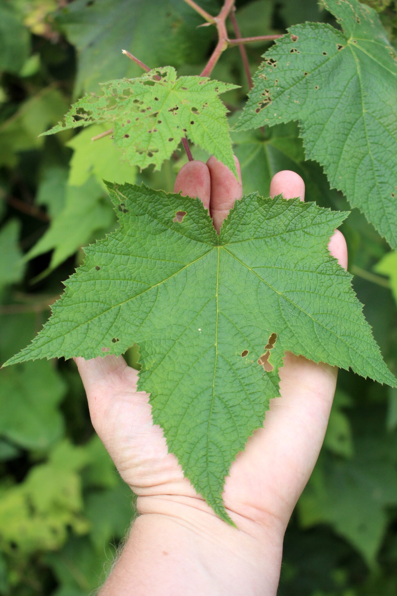 Thimbleberry Leaf