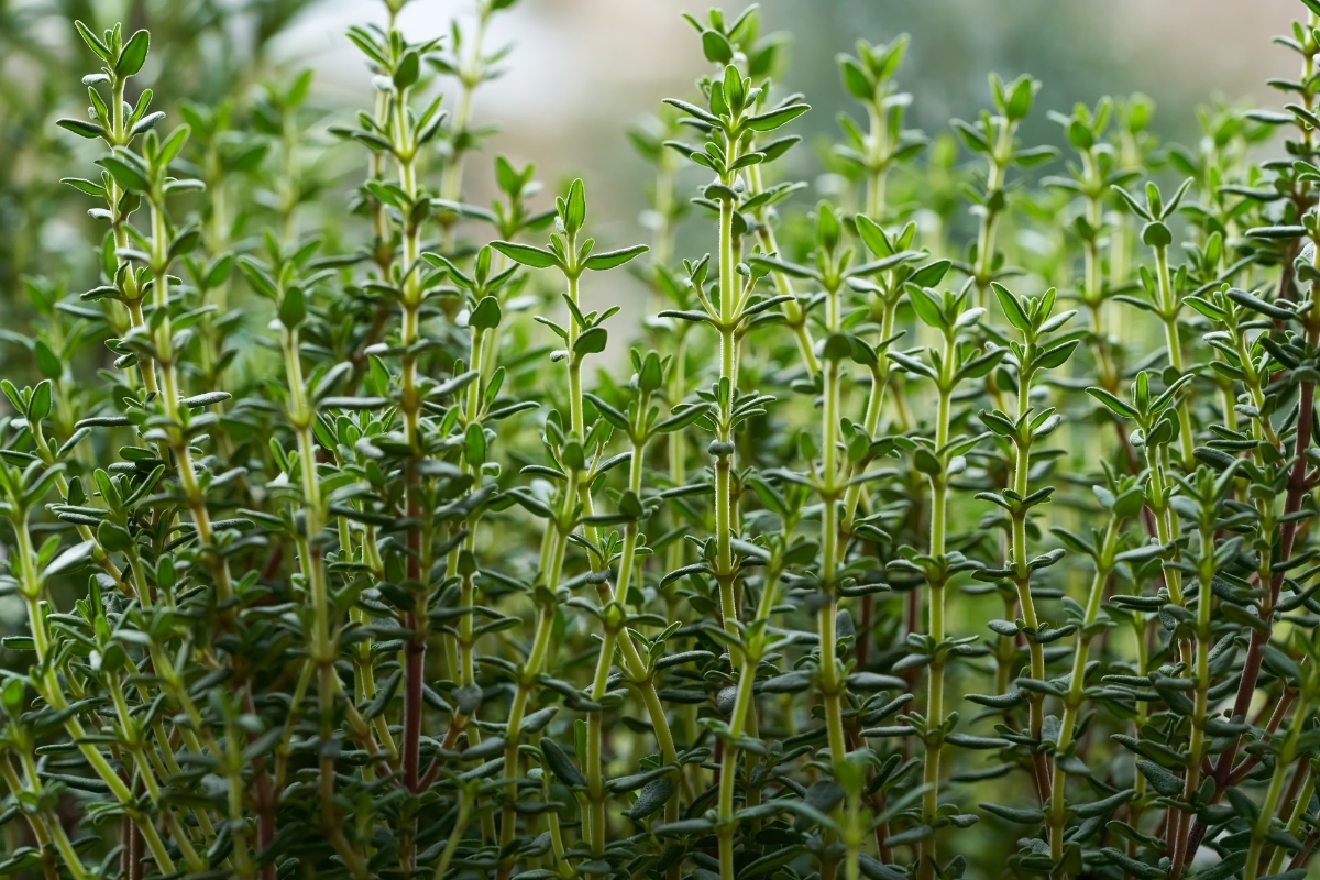 Thyme