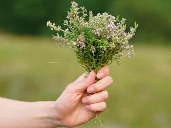 Thyme Herb