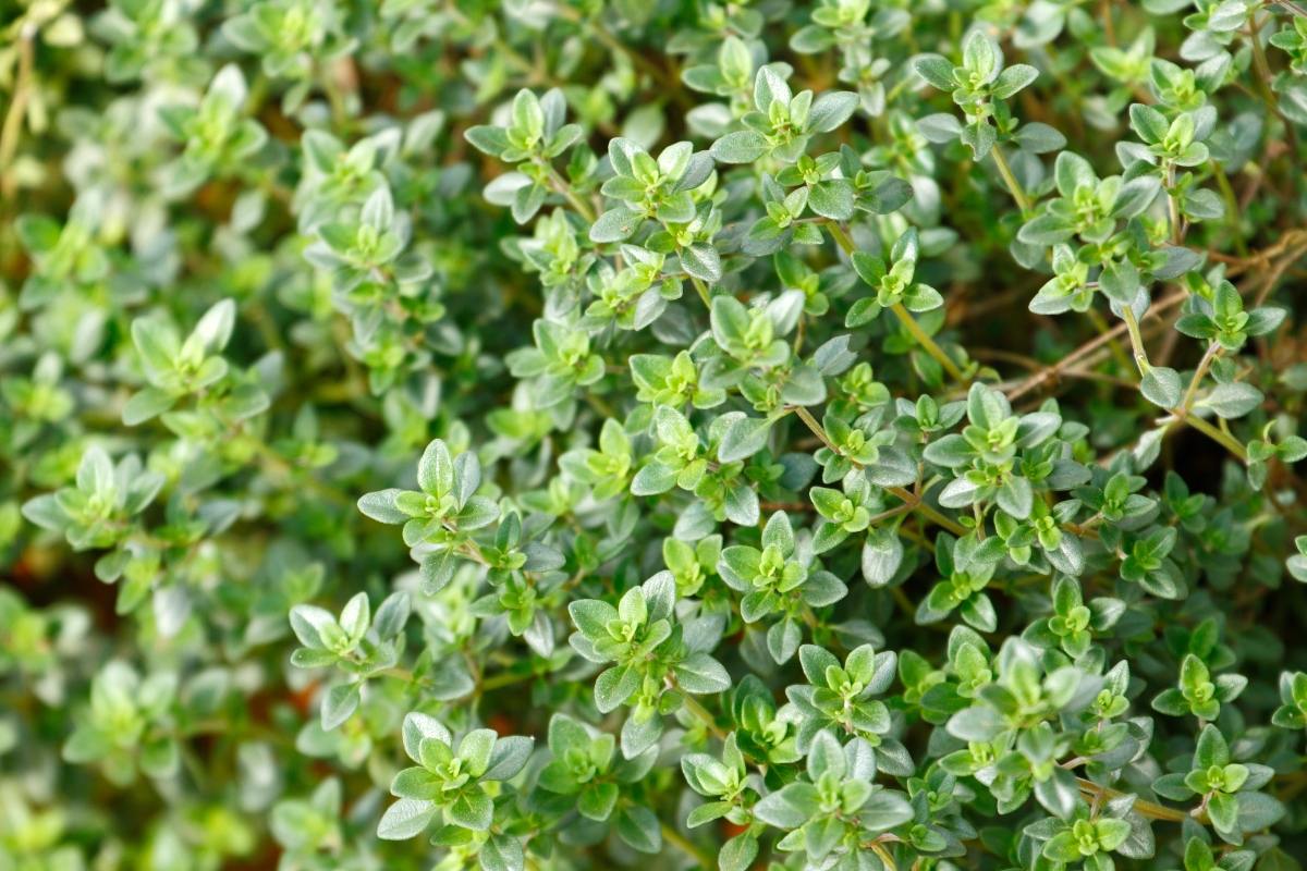Thyme Plant