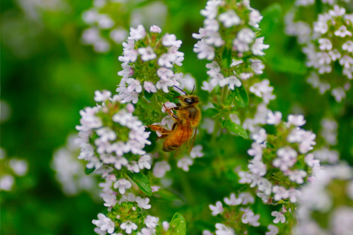 Thyme Pollinator