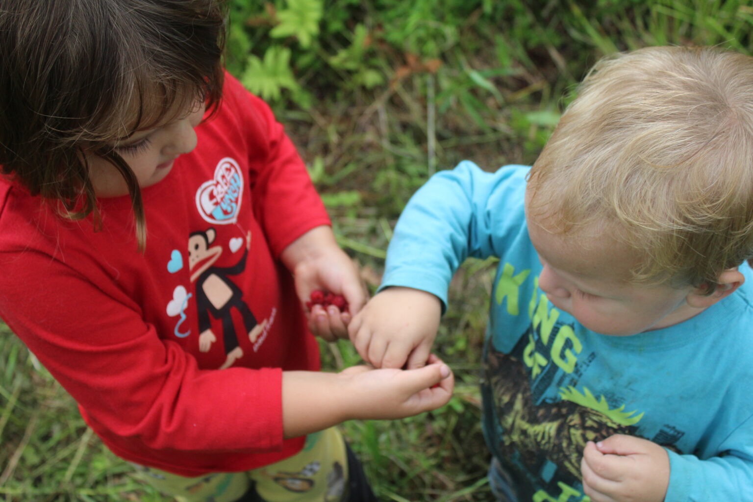 Toddlers Harvesting Wild Raspberries