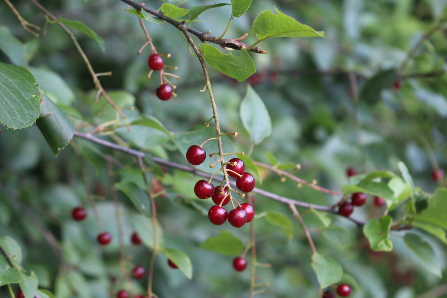 Unripe Chokecherry