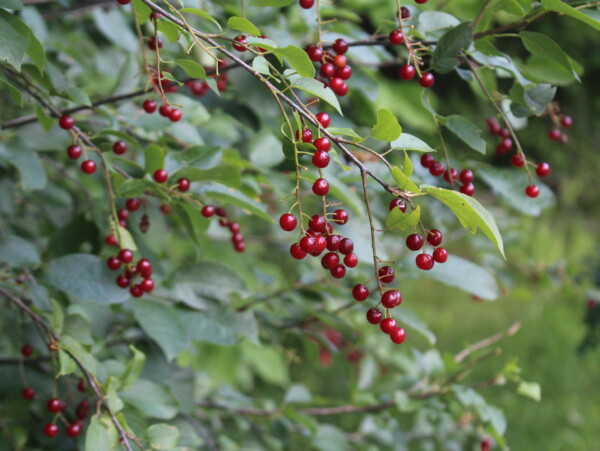 Unripe Chokecherry