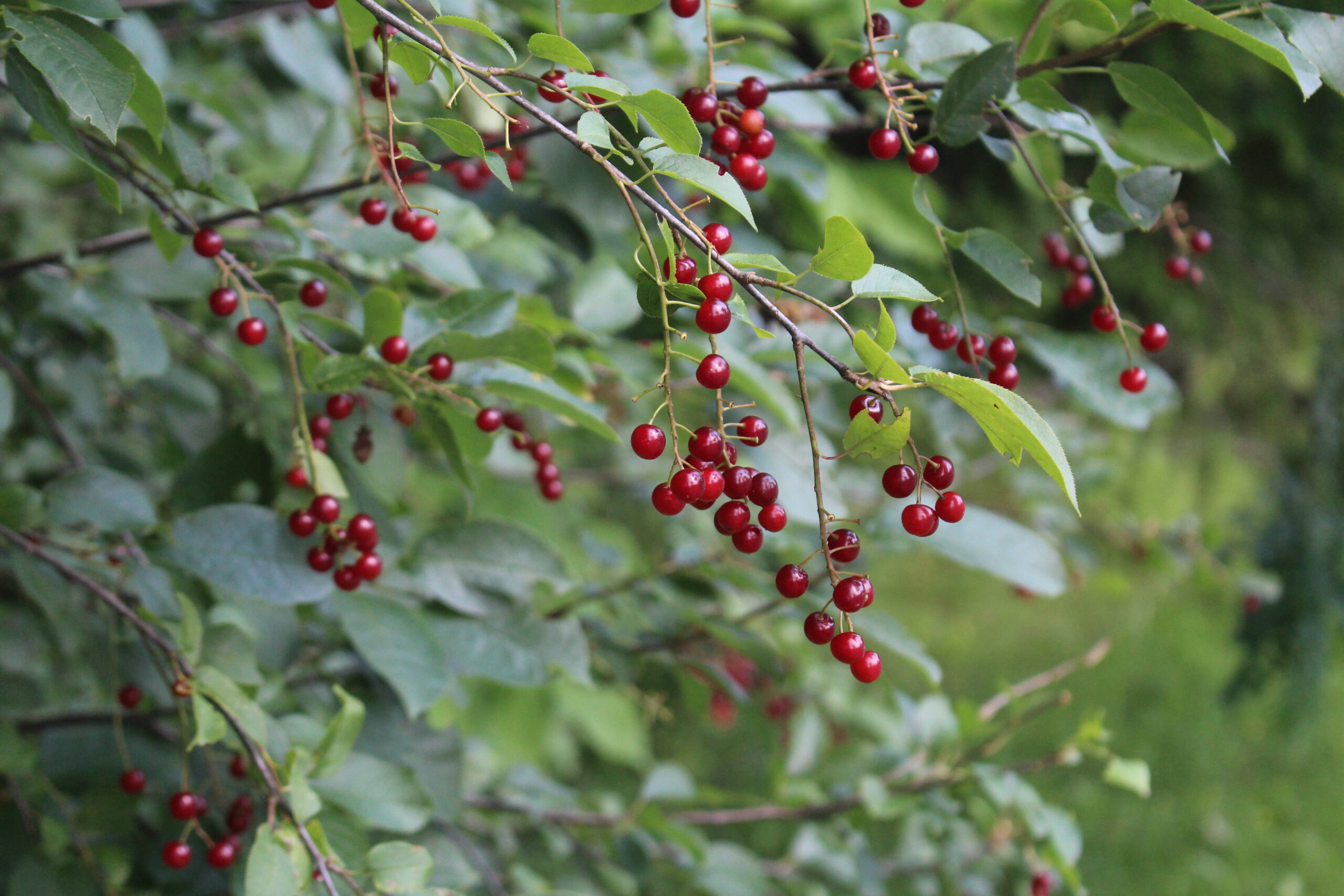 Unripe Chokecherry