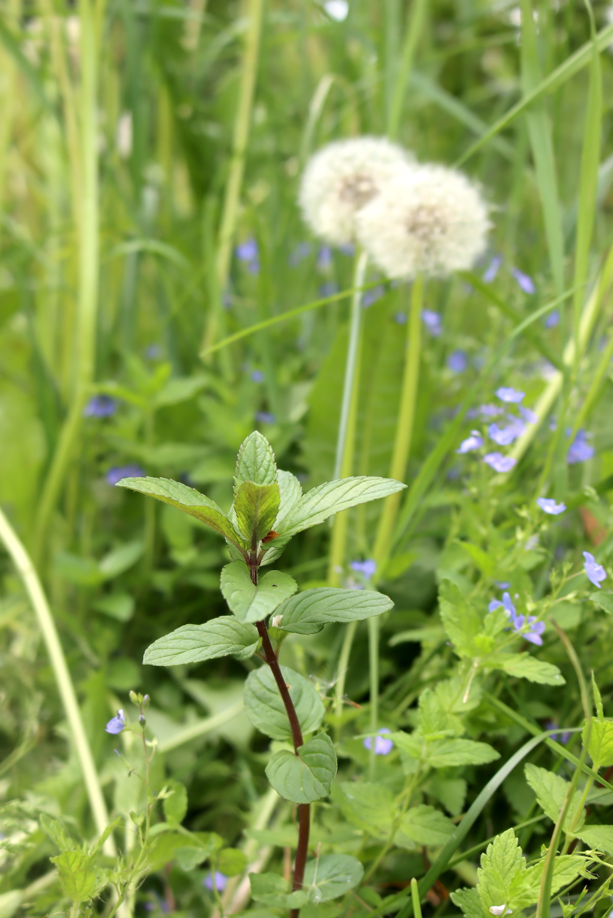 Wild chocolate mint, speedwell, and dandelion seed heads