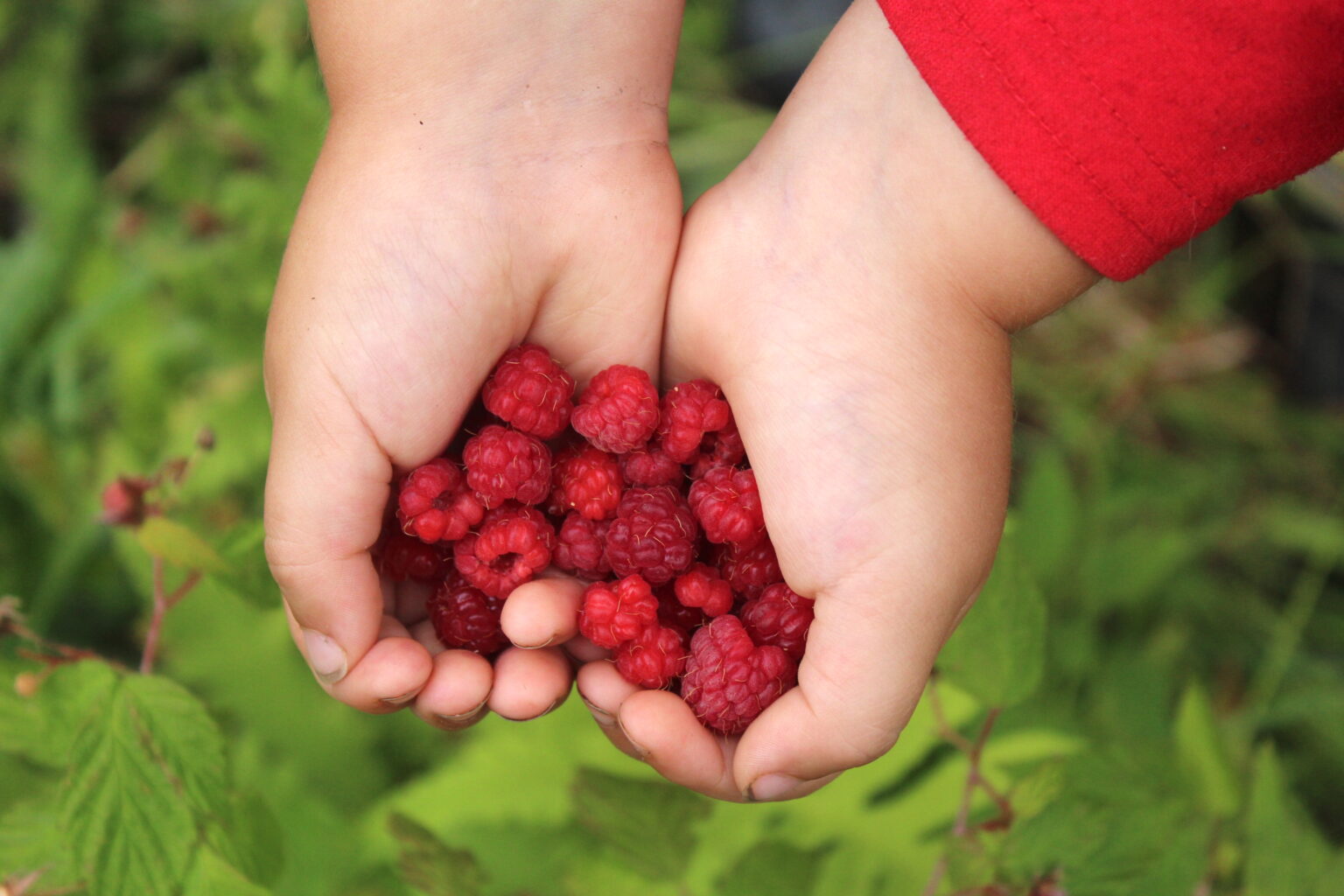 Wild Raspberries