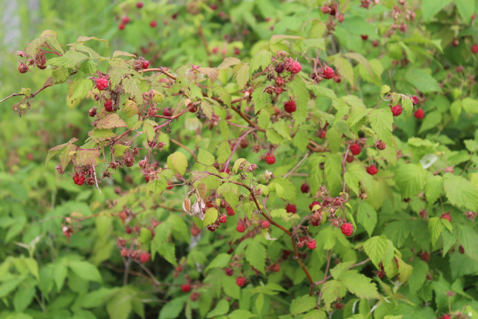 Wild Raspberry Plant