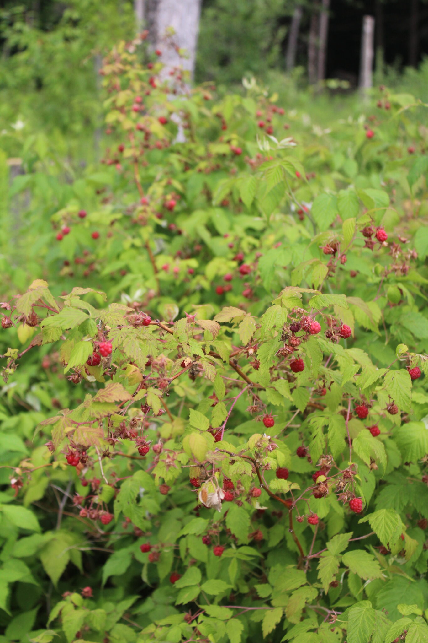 Wild Raspberry Plants