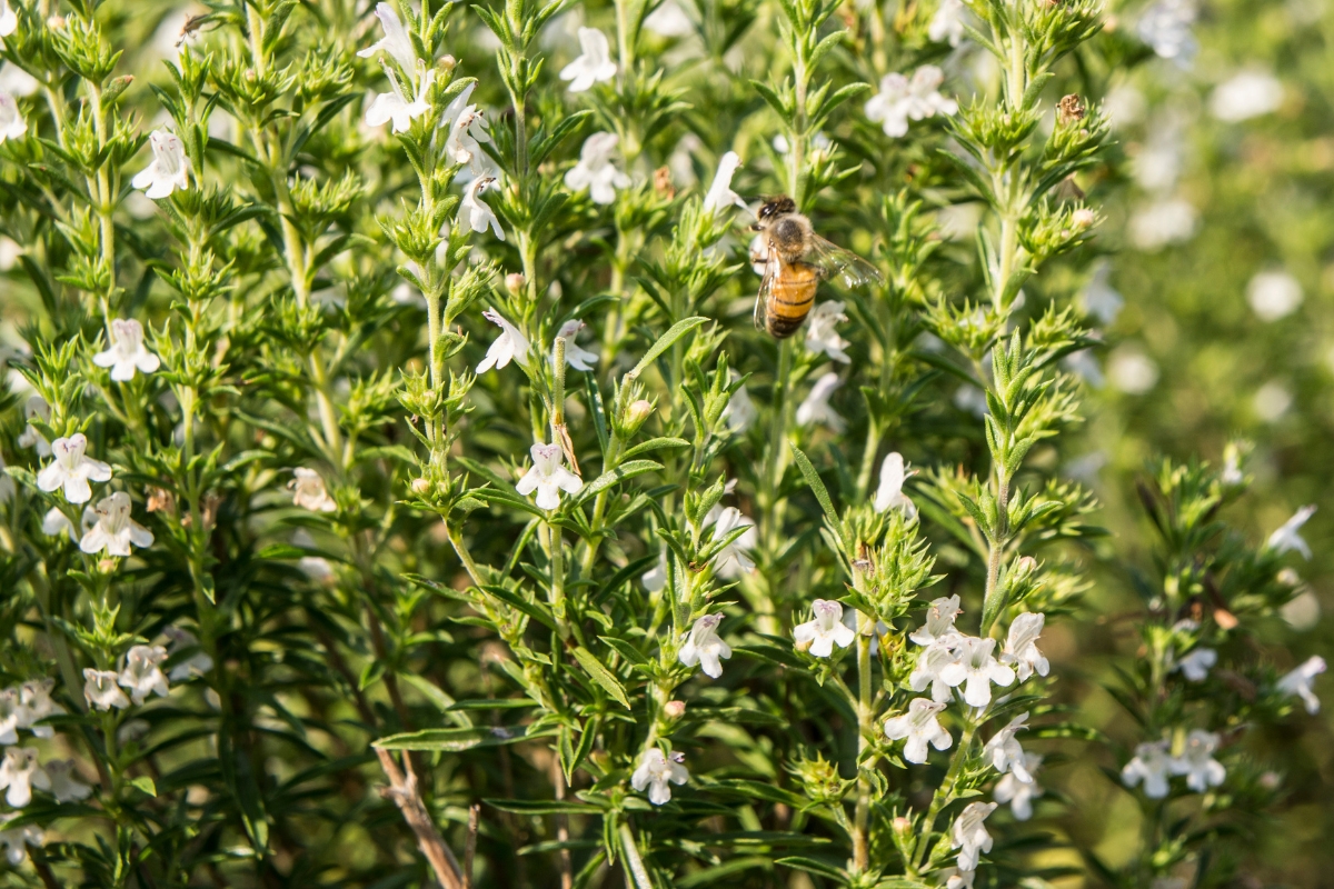 Winter Savory Flowers